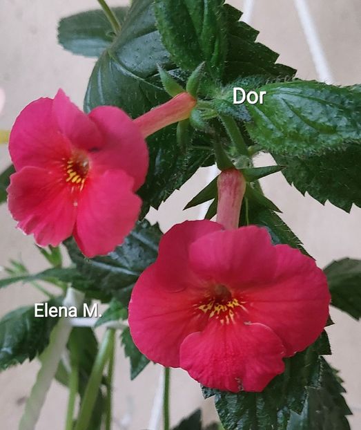  - 2023 - Achimenes