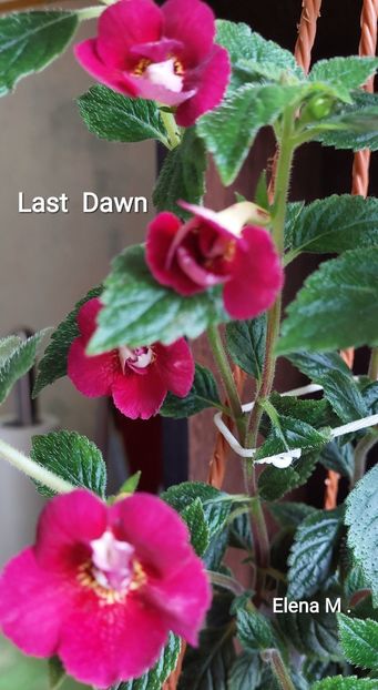 20230618_130258(1) - 2023 - Achimenes