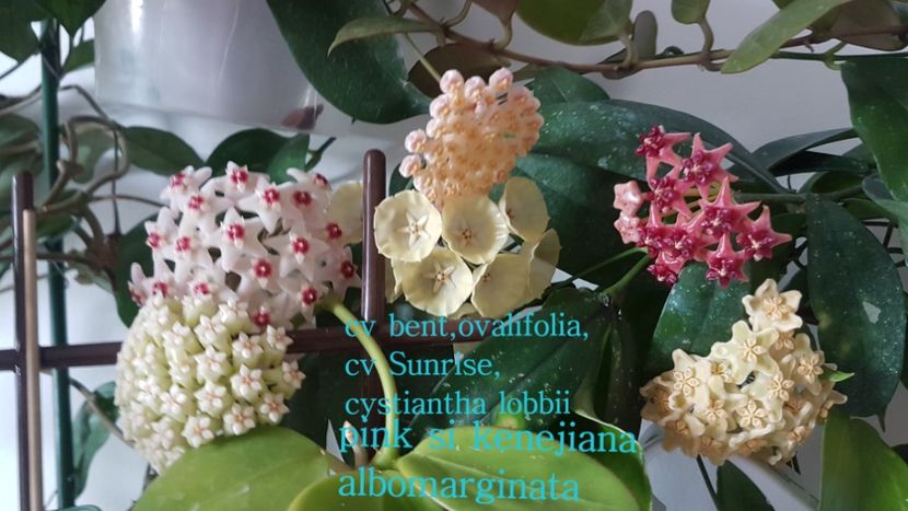  - 0 hoya infloriri in grup