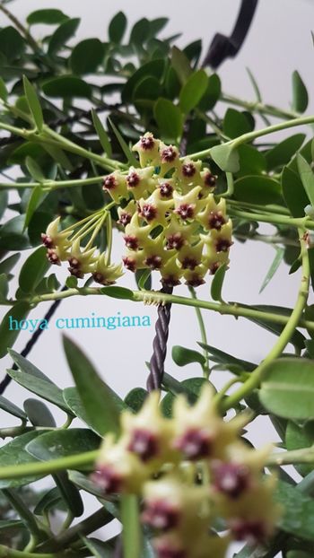 - Cumingiana