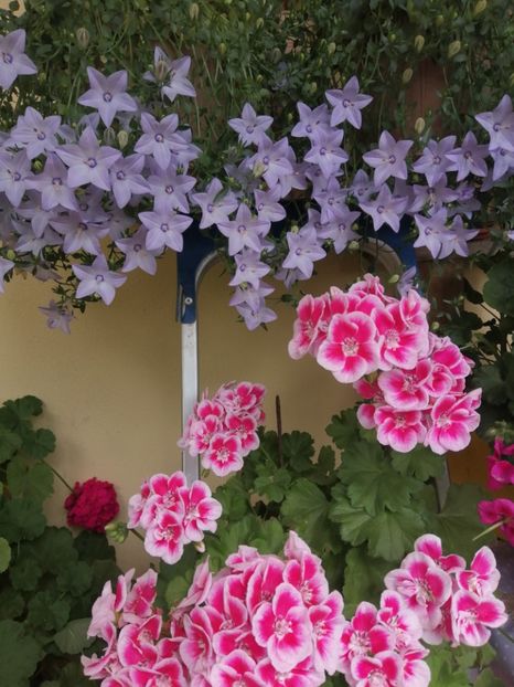  - Campanula