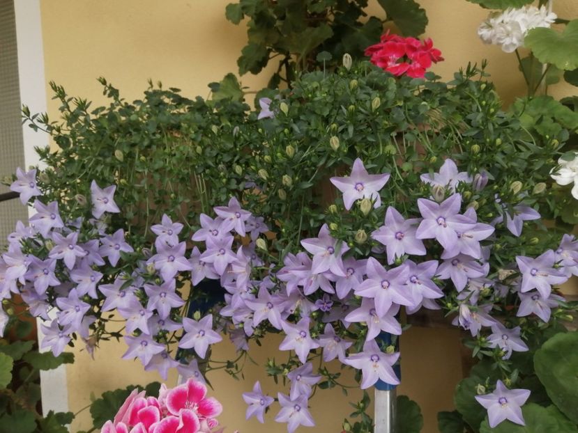  - Campanula