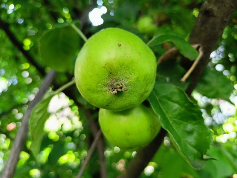  - Grădina 2023 continuare 3