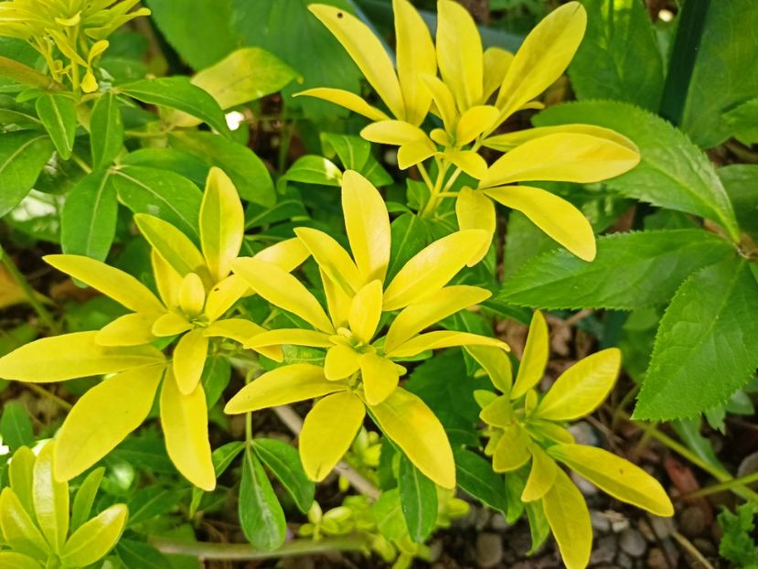 Choisya ternata Lich - Grădina 2023 continuare 3