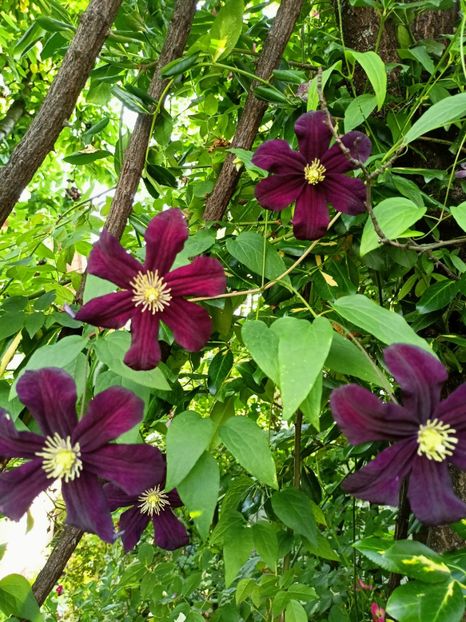  - Grădina 2023 continuare 3