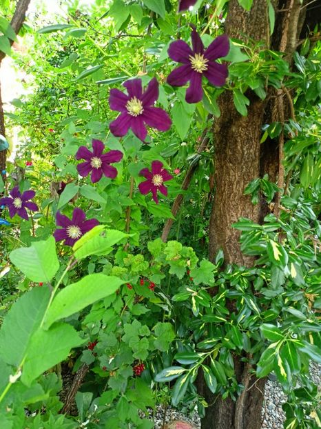  - Grădina 2023 continuare 3