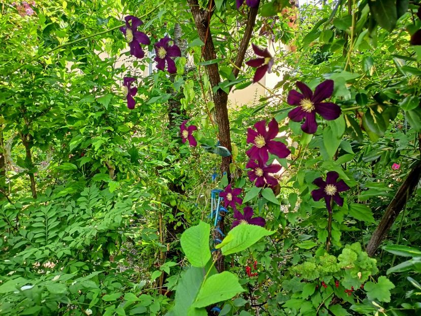  - Grădina 2023 continuare 3