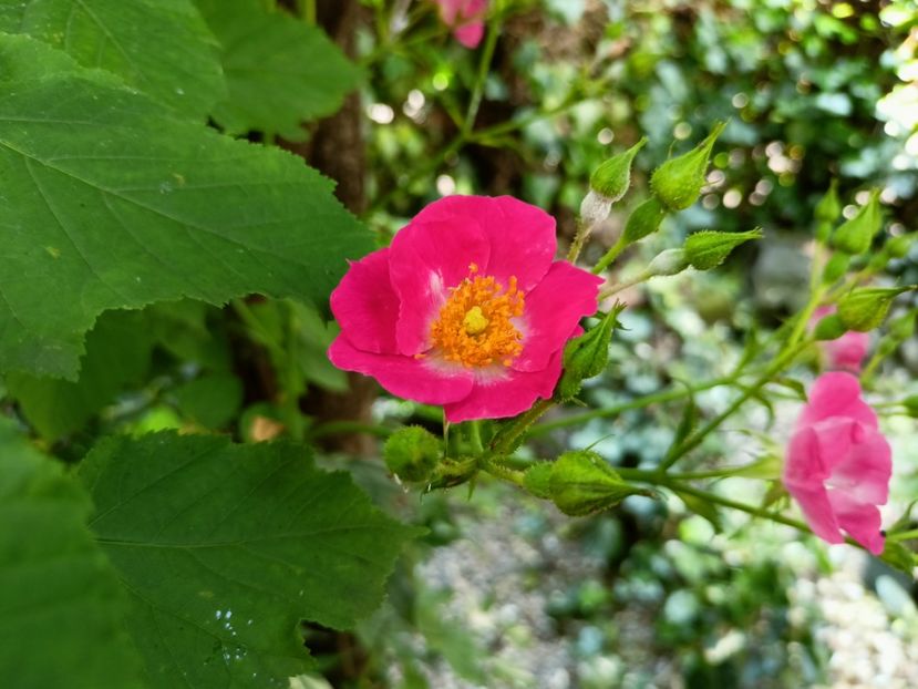 American Pillar - Grădina 2023 continuare 3