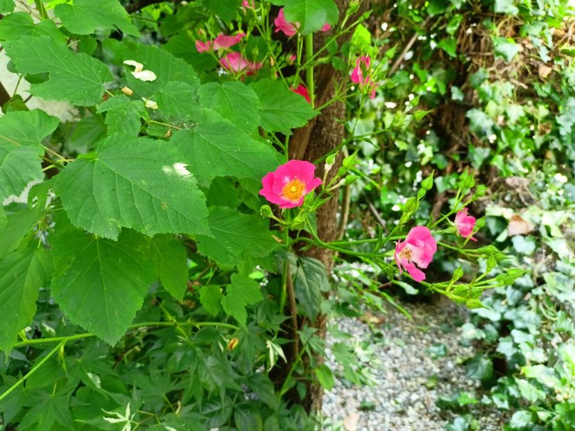  - Grădina 2023 continuare 3