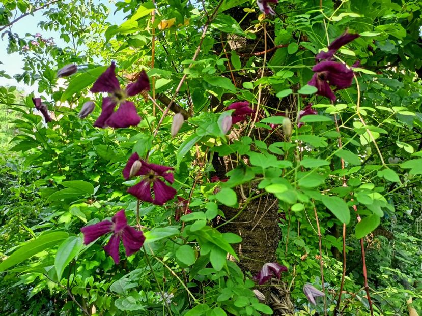  - Grădina 2023 continuare 3