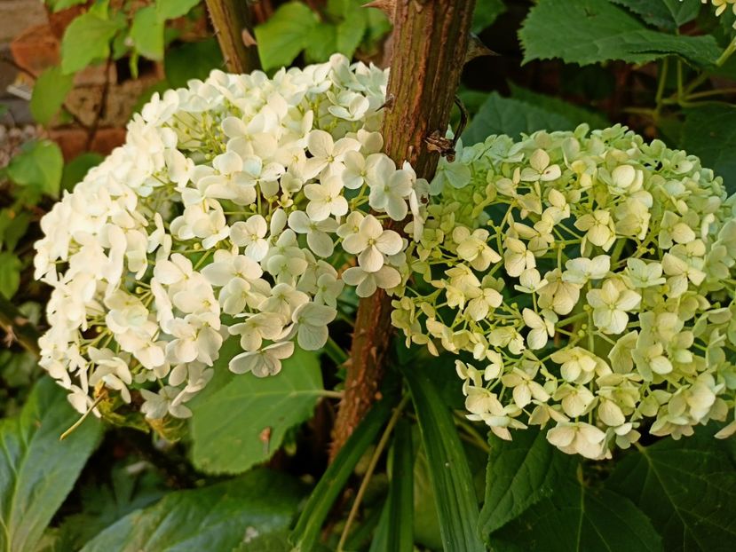  - Grădina 2023 continuare 3