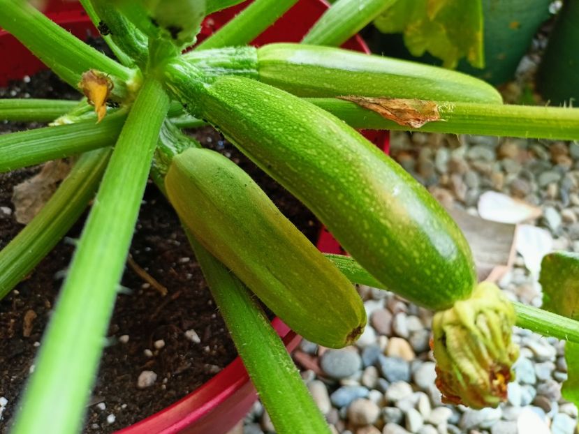 Dovlecel - Grădina 2023 continuare 3