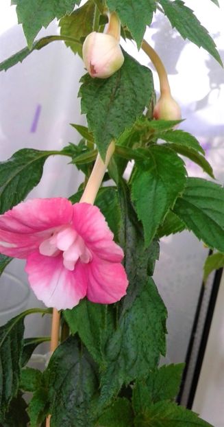 20230619_111321-1 - 000012 ACHIMENES