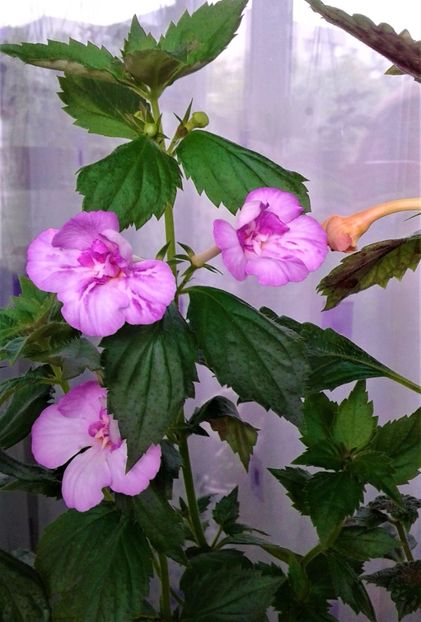  - 000012 ACHIMENES