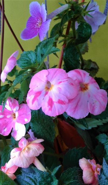  - 000012 ACHIMENES