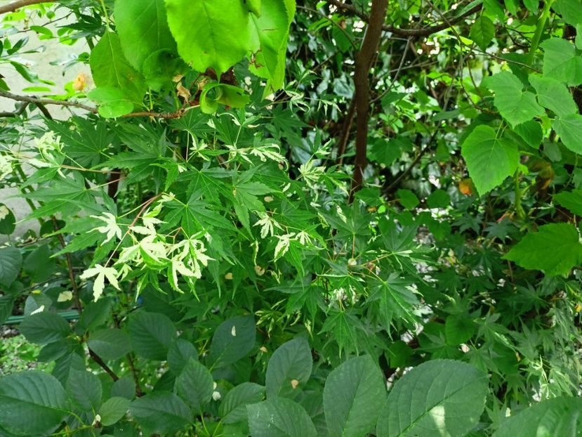 Taiyo-Nishiki, 19.06.2023 - Arțari