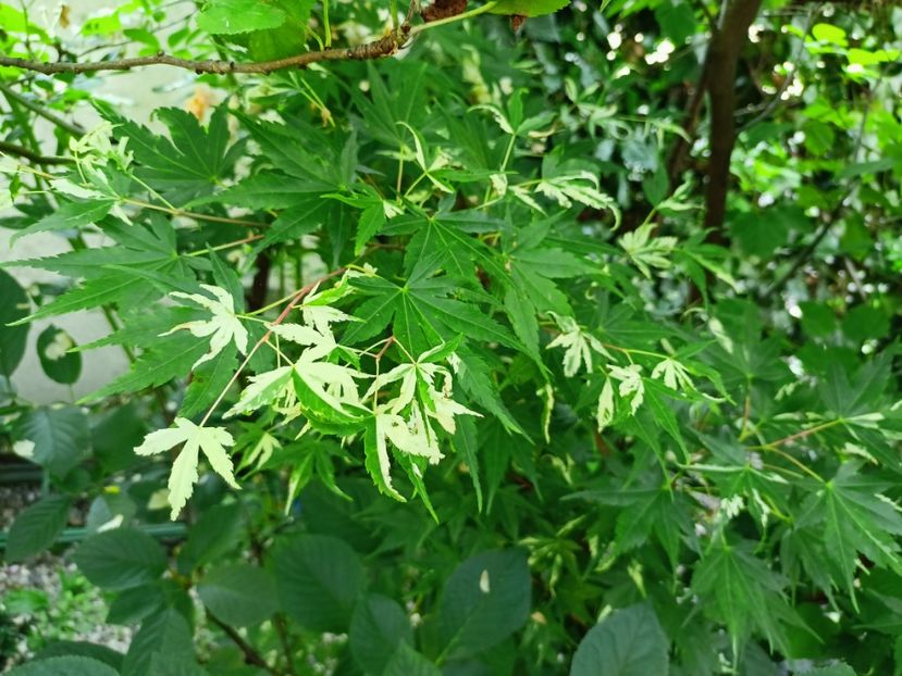 Taiyo-Nishiki - Arțari