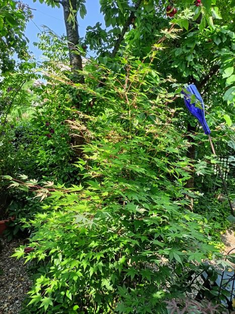 Asahi-Zuru - Arțari