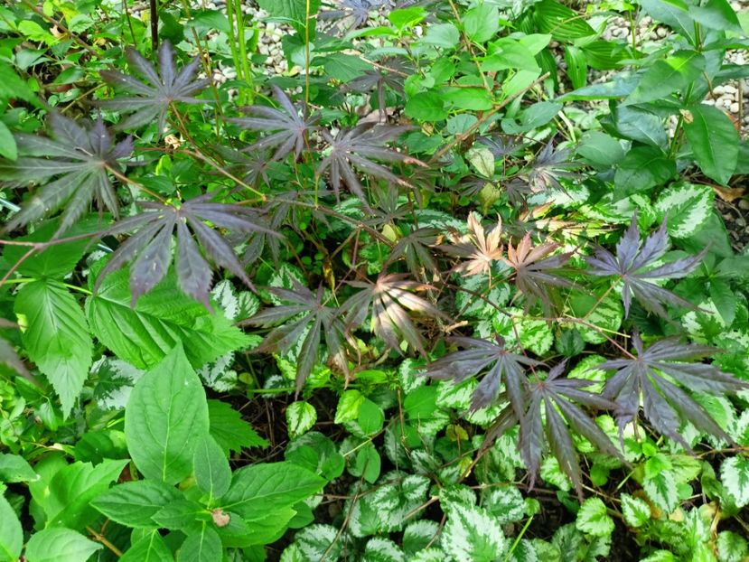 Trompenburg - Arțari