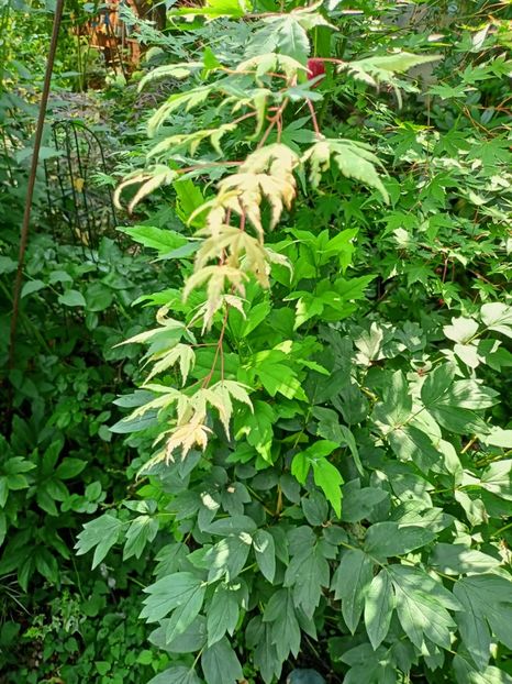 Asahi-Zuru - Arțari