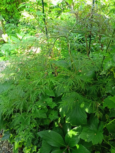 Hana Matoi - Arțari