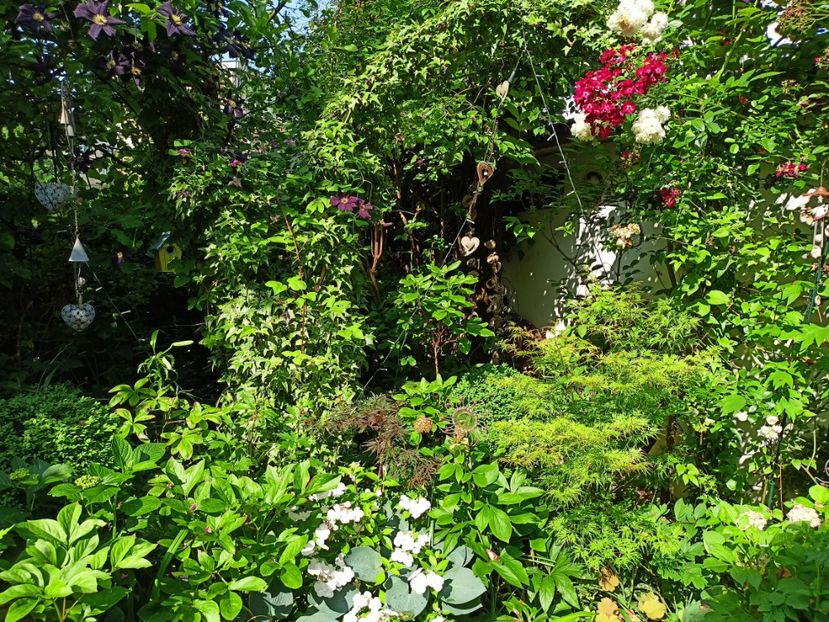 Seiryu și Firecracker - Arțari