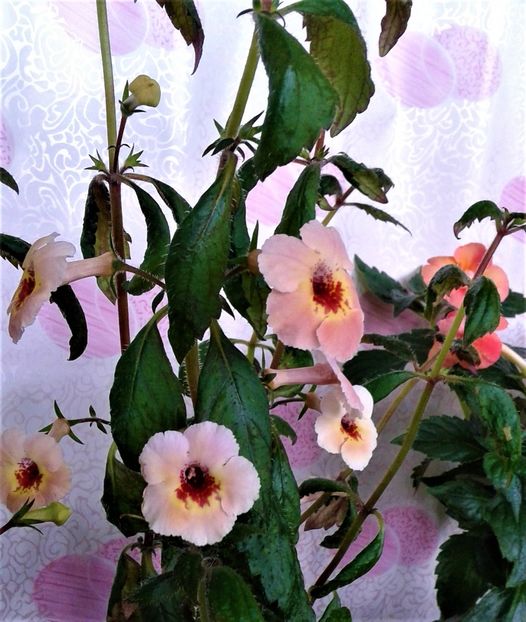  - 0000 ACHIMENES