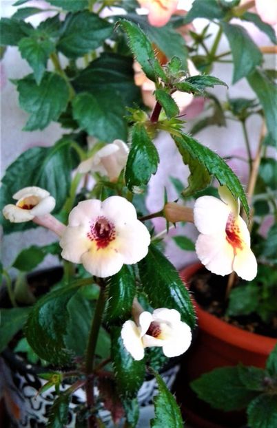  - 000012 ACHIMENES