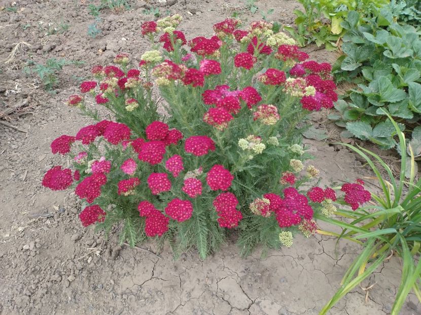  - Flori de gradina-2023