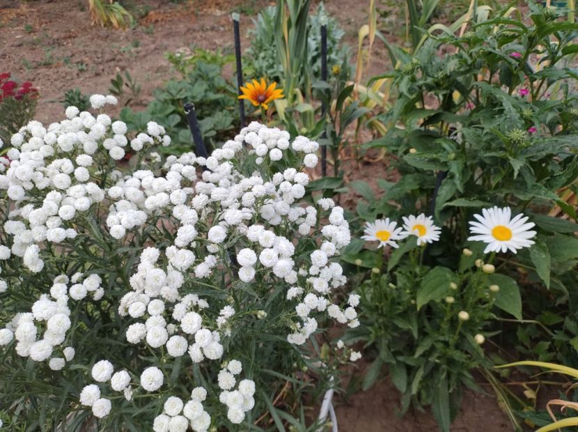  - Flori de gradina-2023