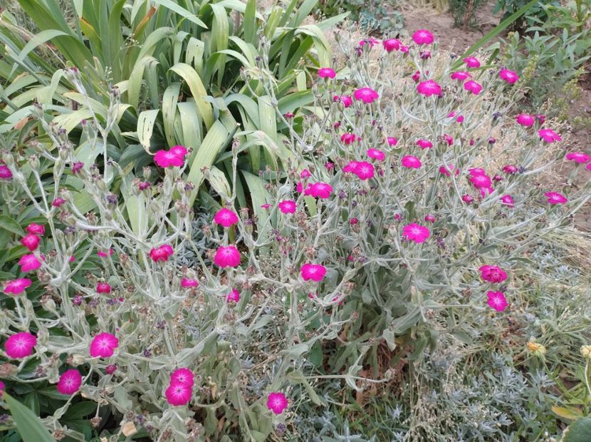  - Flori de gradina-2023