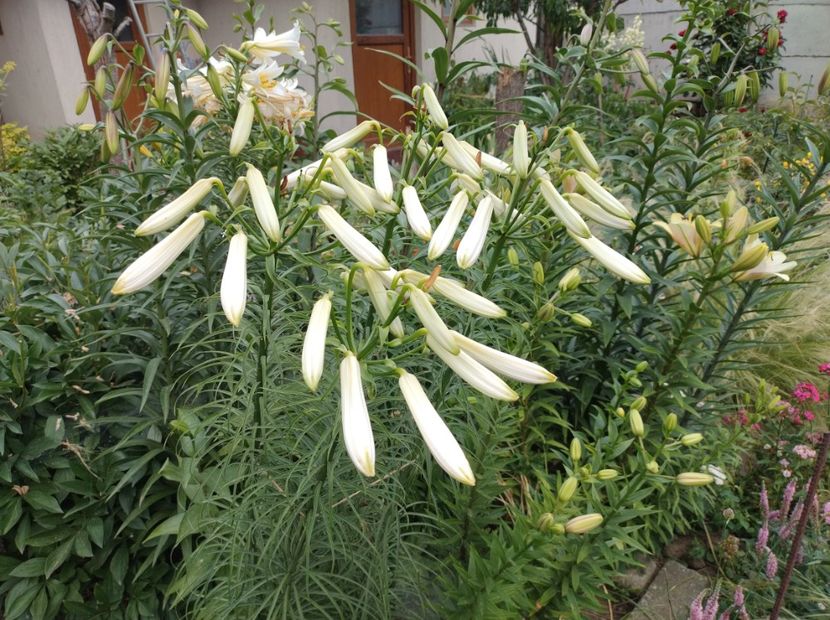  - Flori de gradina-2023