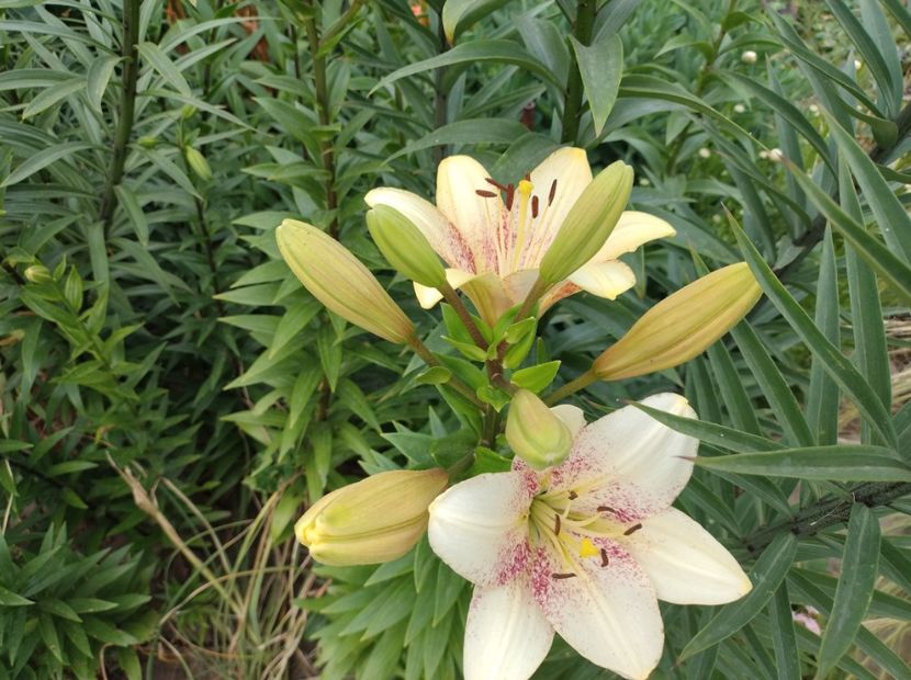  - Flori de gradina-2023