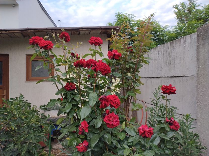  - Flori de gradina-2023