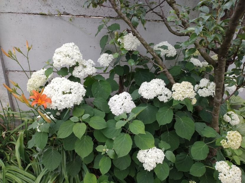  - Flori de gradina-2023