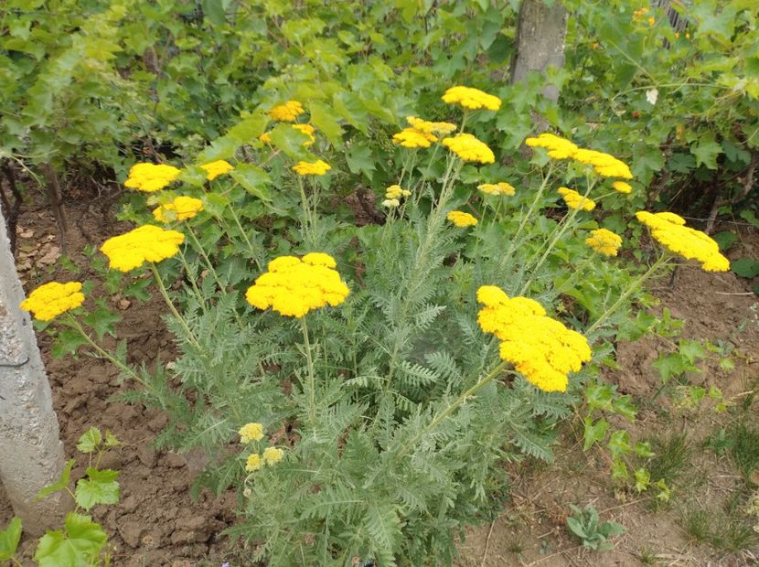  - Flori de gradina-2023