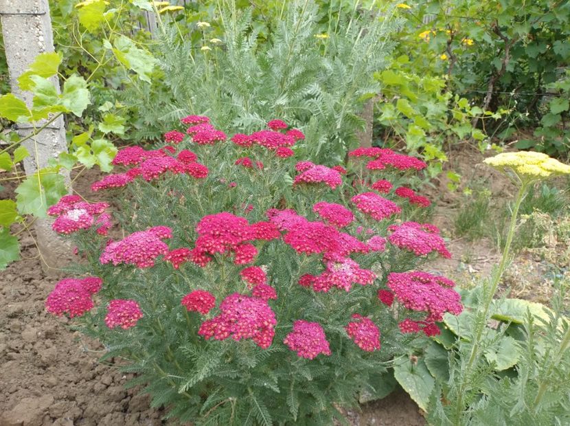  - Flori de gradina-2023