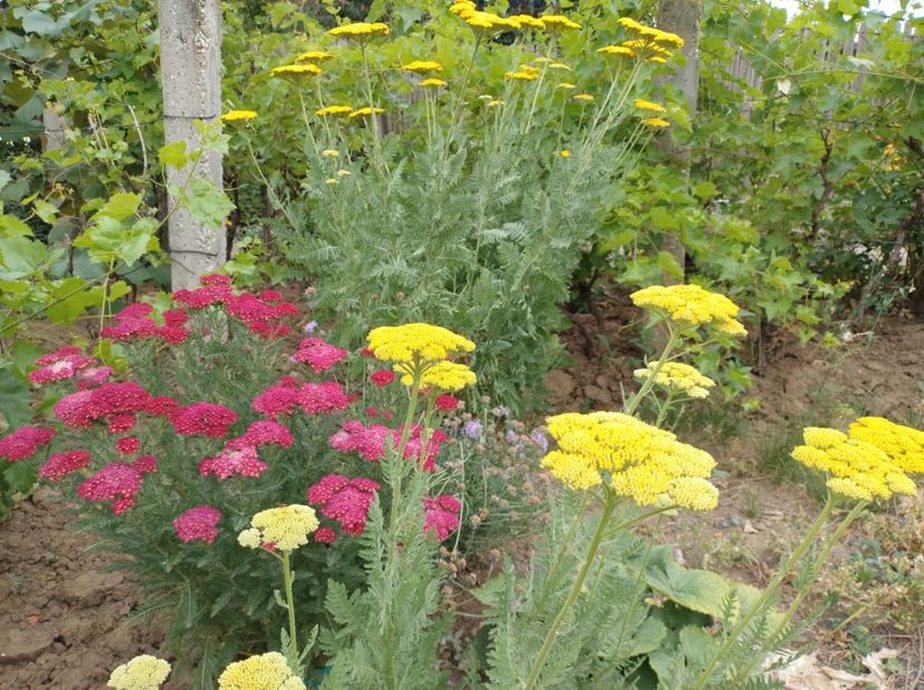  - Flori de gradina-2023