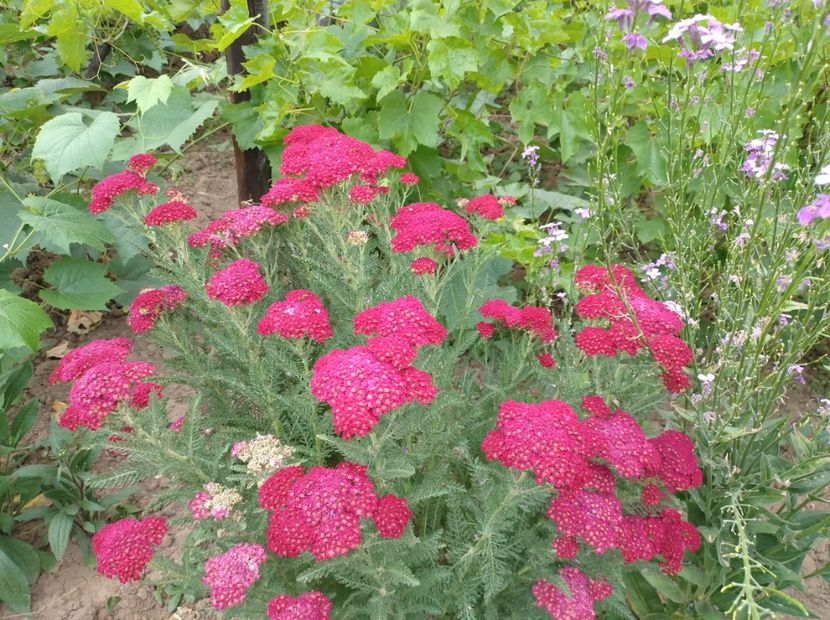  - Flori de gradina-2023