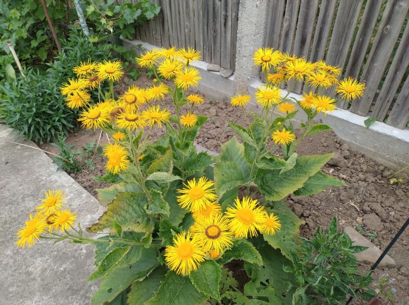  - Flori de gradina-2023