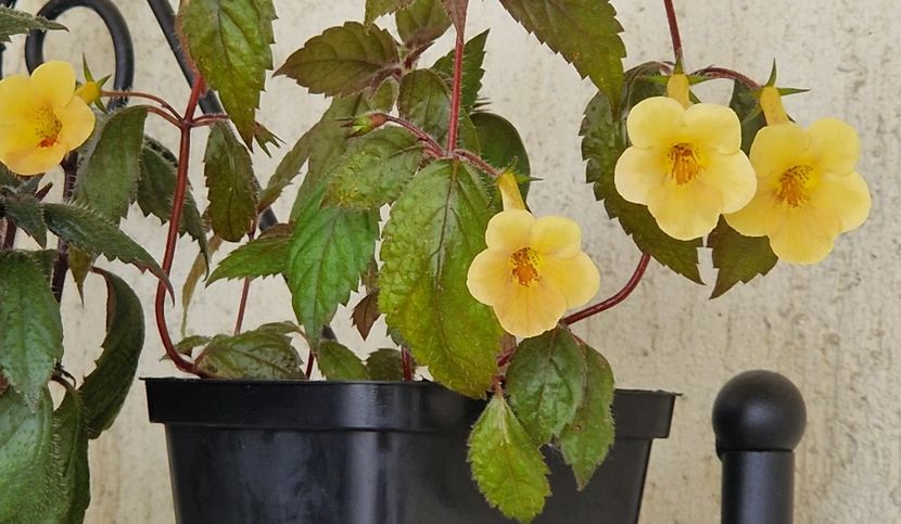  - Yellow Beauty p