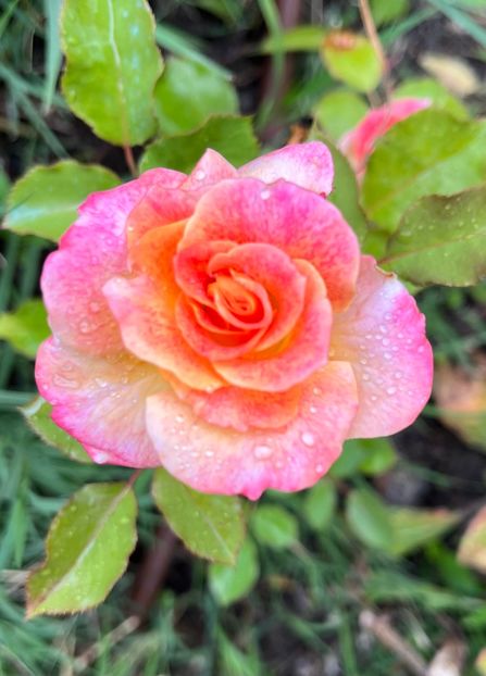 5D96AB6C-82A3-4A02-916D-0985A418A312 - Trandafiri la balta 2023 2