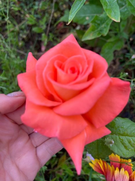 7E72E79C-A91A-4FF1-A1C6-49217E61E6D4 - Trandafiri la balta 2023 2