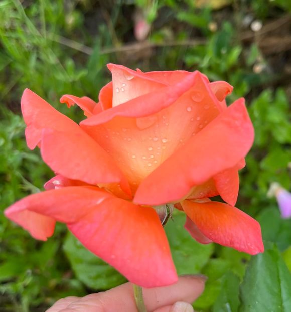 042BEEB5-A299-4568-AA18-7A1214EAA46A - Trandafiri la balta 2023 2