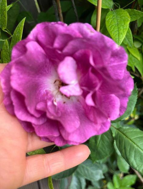 881CB8EA-7A59-4B80-9054-DE2345A0954E - Trandafiri 2023 3 2024