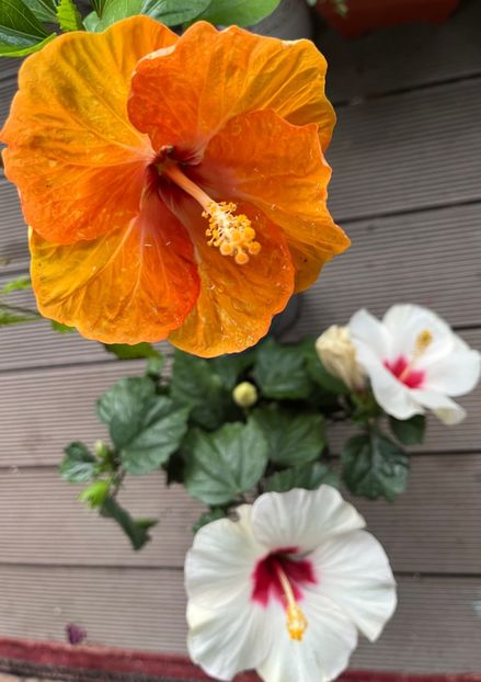 9A05C556-9529-4D42-AD6E-D9CD6D2550C0 - Hibiscus