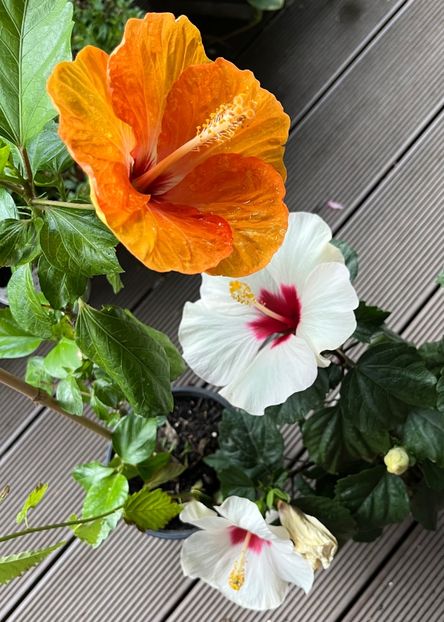 A60638A7-239B-4EF7-8172-C88B18C6745F - Hibiscus