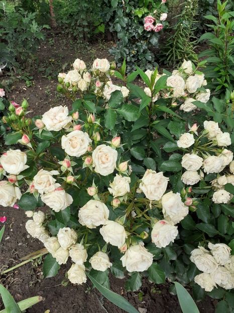  - Patricia flowers circus-Kordes