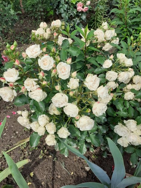  - Patricia flowers circus-Kordes