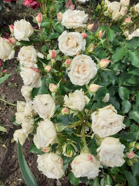  - Patricia flowers circus-Kordes